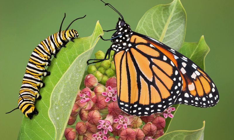 Milkweed Supports Monarch Butterfly Caterpillars