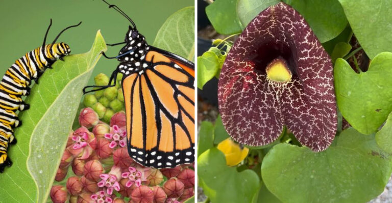 Host Plants That Attract Different Butterfly Species In North Carolina Gardens
