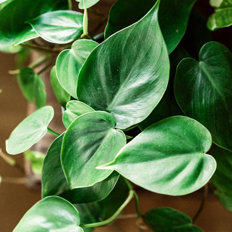 Heartleaf Philodendron (Philodendron Hederaceum)