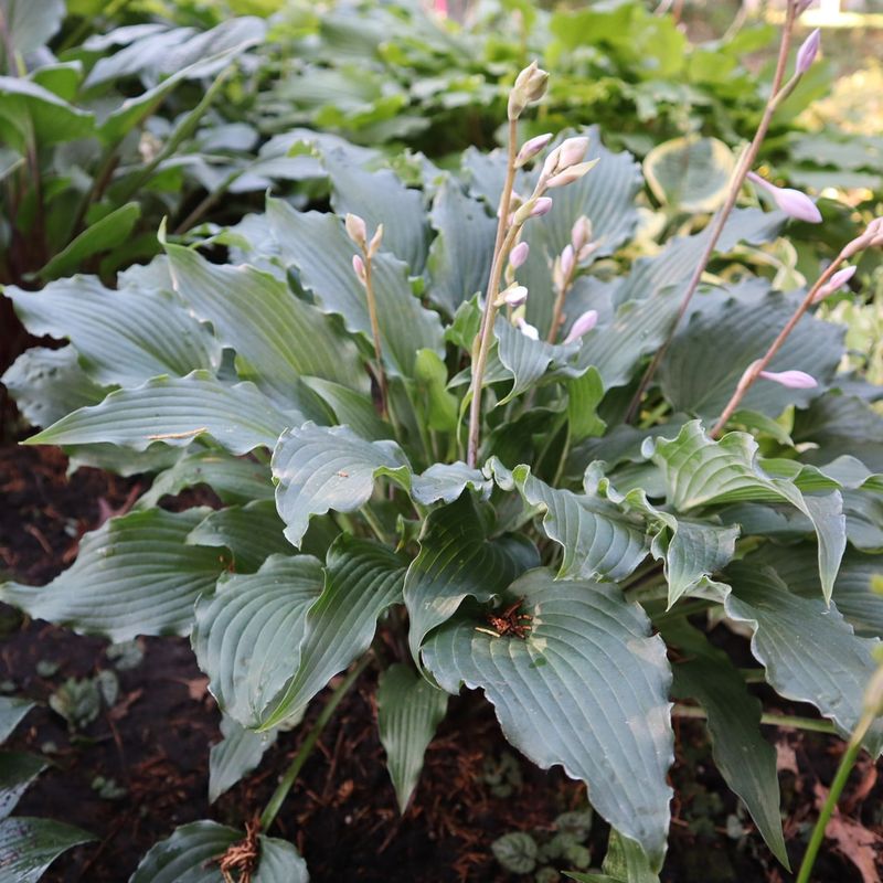 Hosta 'Blue Angel'