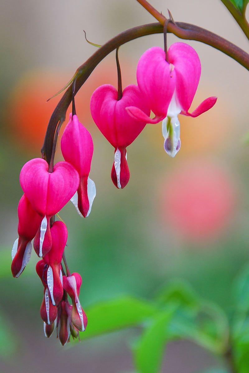 Bleeding Heart (Dicentra Spectabilis)