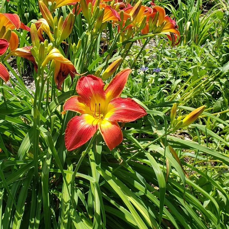 Daylily (Hemerocallis spp.)