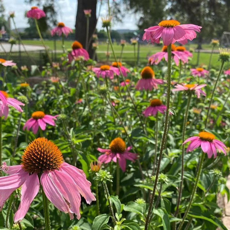 Coneflower (Echinacea Purpurea)