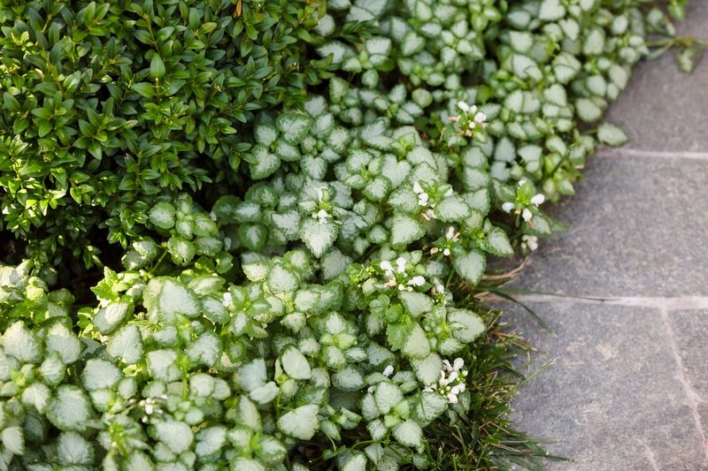 Lamium (Lamium maculatum)