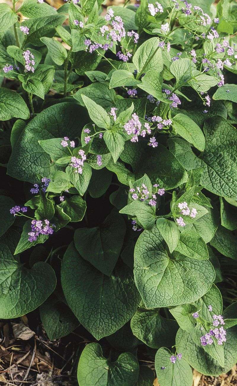 Brunnera Soft Foliage Suffers In Frost