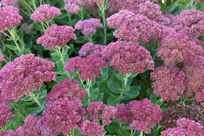 Sedum (Cold-Hardy Varieties)