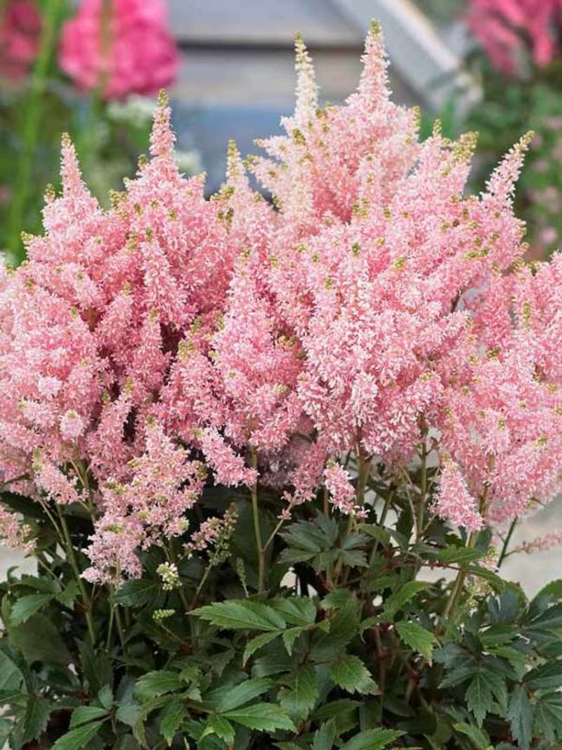 Astilbe