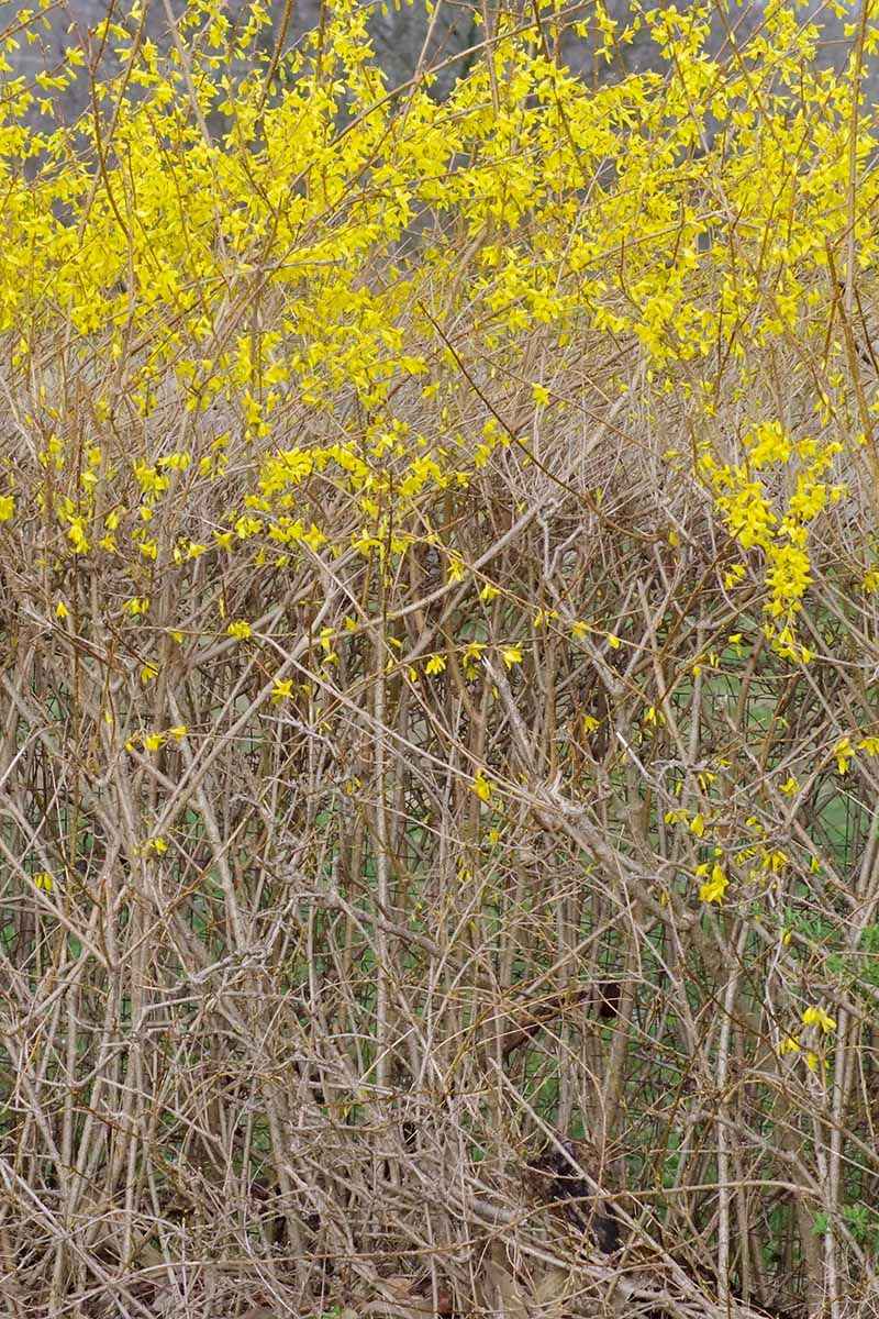Forsythia Due To Floppy Growth And Short Lifespan