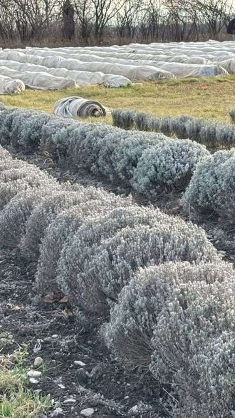 Lavender Benefits From Dry Insulating Snow In Well Drained Soil