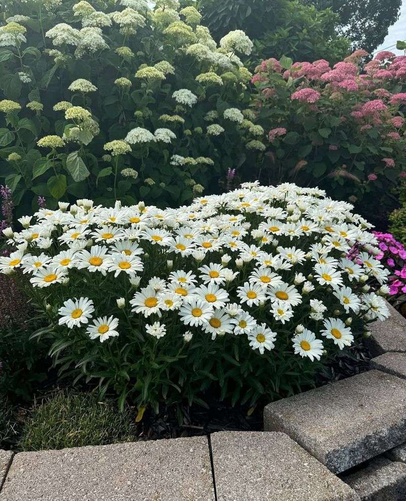 Shasta Daisies Produce Stronger Clumps When Divided Early