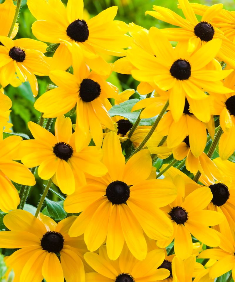 Black Eyed Susans Fill Sunny Beds And Block Weeds