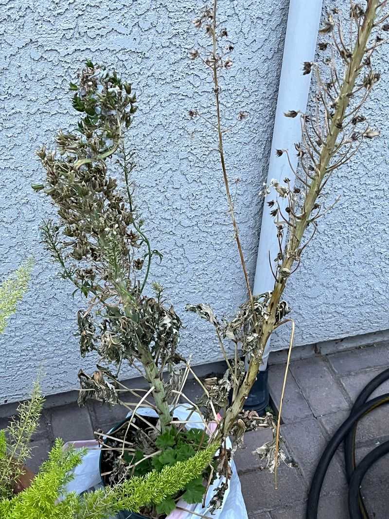 Delphinium Collapses When Temperatures Climb