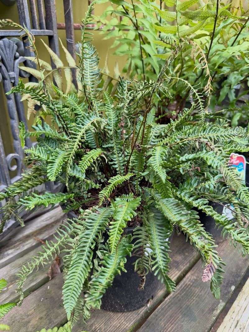 Japanese Painted Fern Brightens Deep Shade With Soft Silver Tones