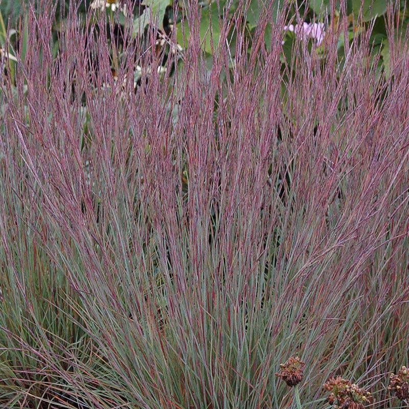 Little Bluestem Adds Texture Without Extra Work