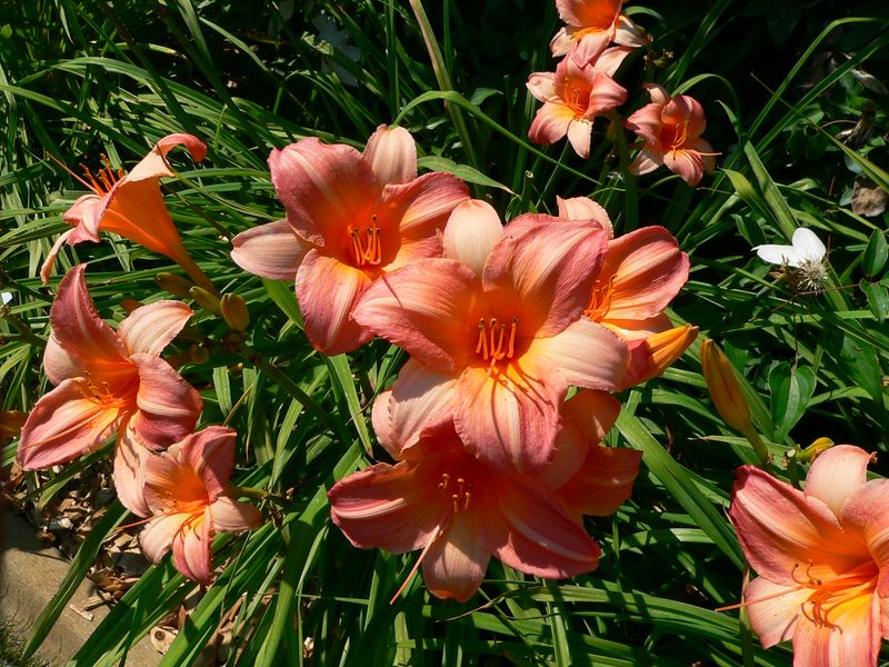 Daylilies Thrive With Almost No Attention