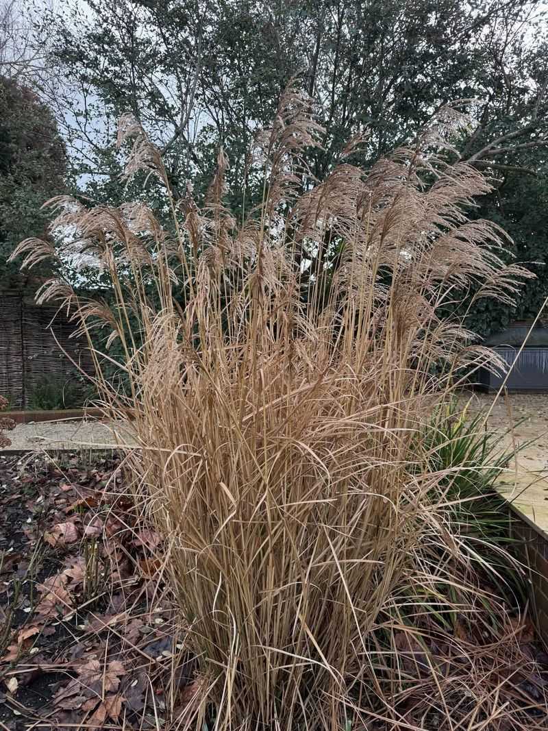 Ornamental Grasses Stand Tall All Winter
