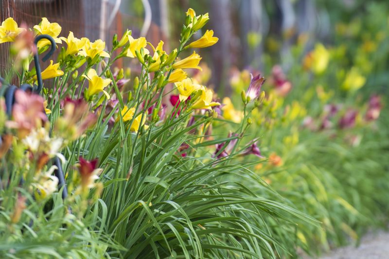 Daylilies Bloom Better After Spring Splitting