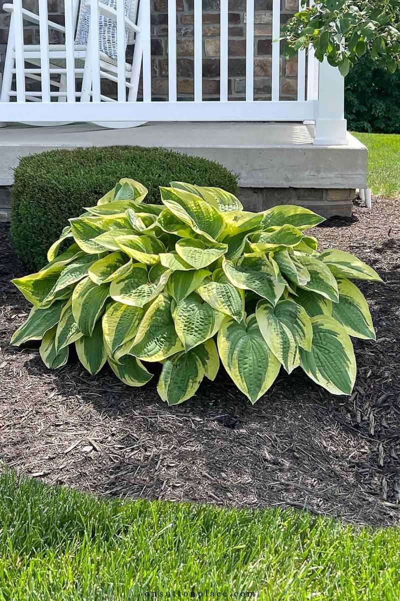 Large Leaves Instantly Soften Entryways