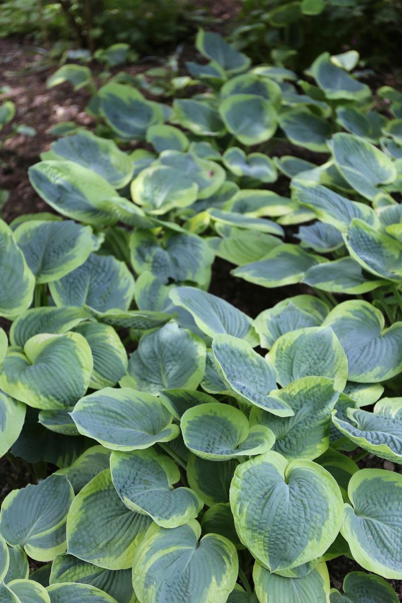 Consistent Soil Moisture Encourages Larger Leaves