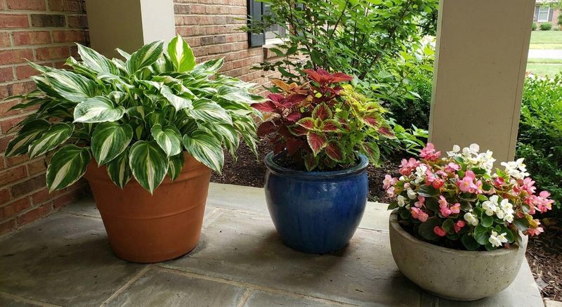 Perfect For Shady Entryways