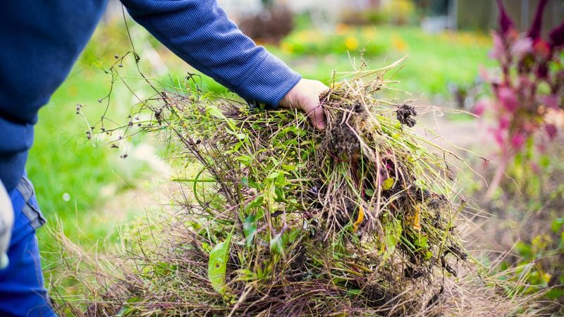 Prevention Tips For Texas Gardeners
