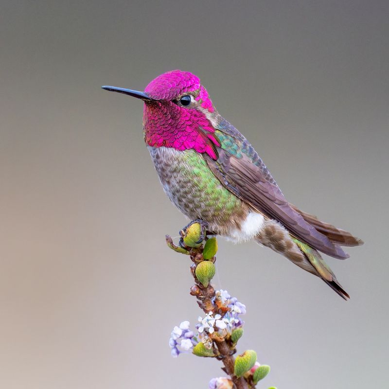 Anna's Hummingbird