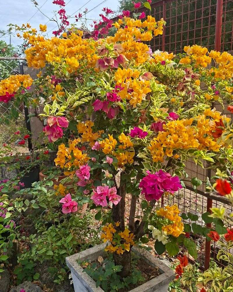 Provide Full Sun For Strong Growth And Heavy Blooms