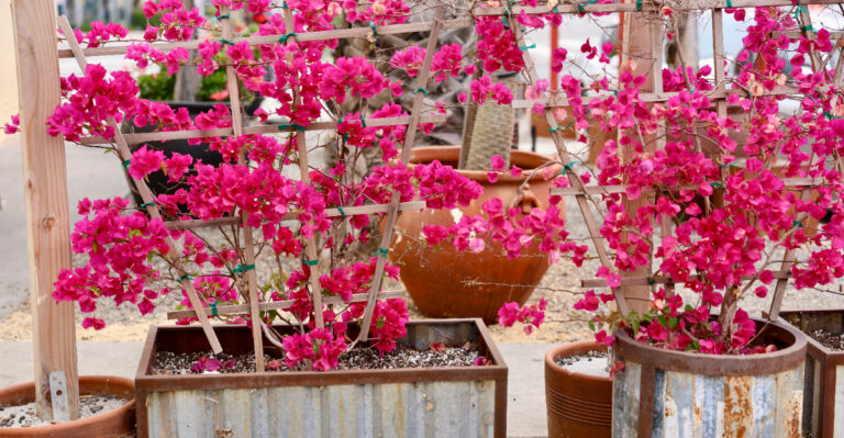 Bougainvillea (featured image)
