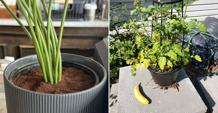coffee grounds and banana for plants