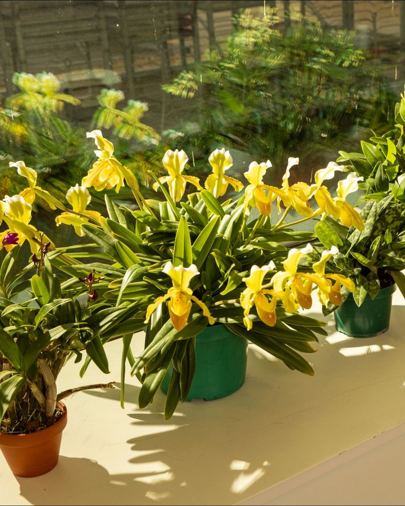 Move Orchids Indoors Before Frost