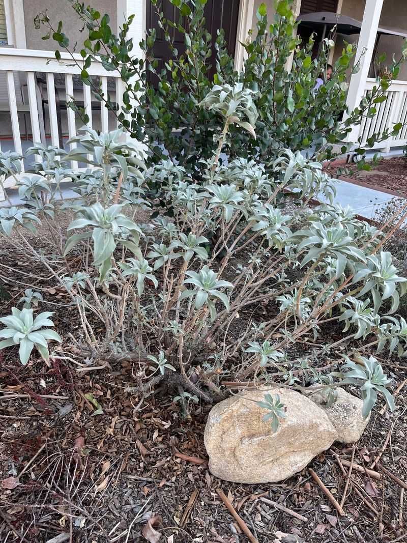 Don’t Prune Right After Frost!