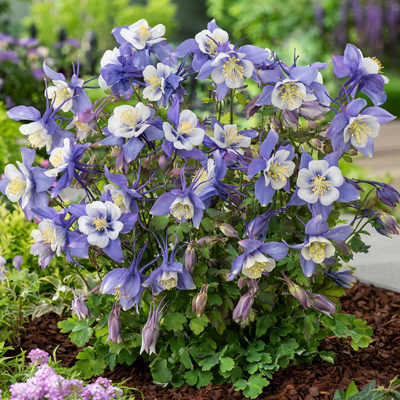 Quick Tips For Columbine Success In Pennsylvania