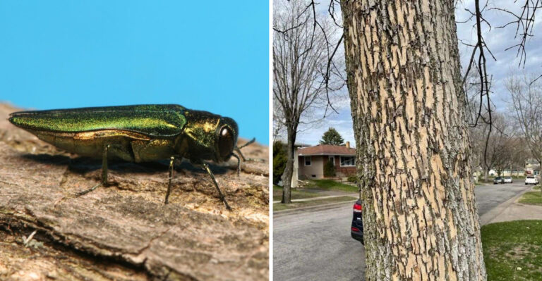 How Emerald Ash Borer Is Impacting Ash Trees In Atlanta, Georgia And What You Can Do