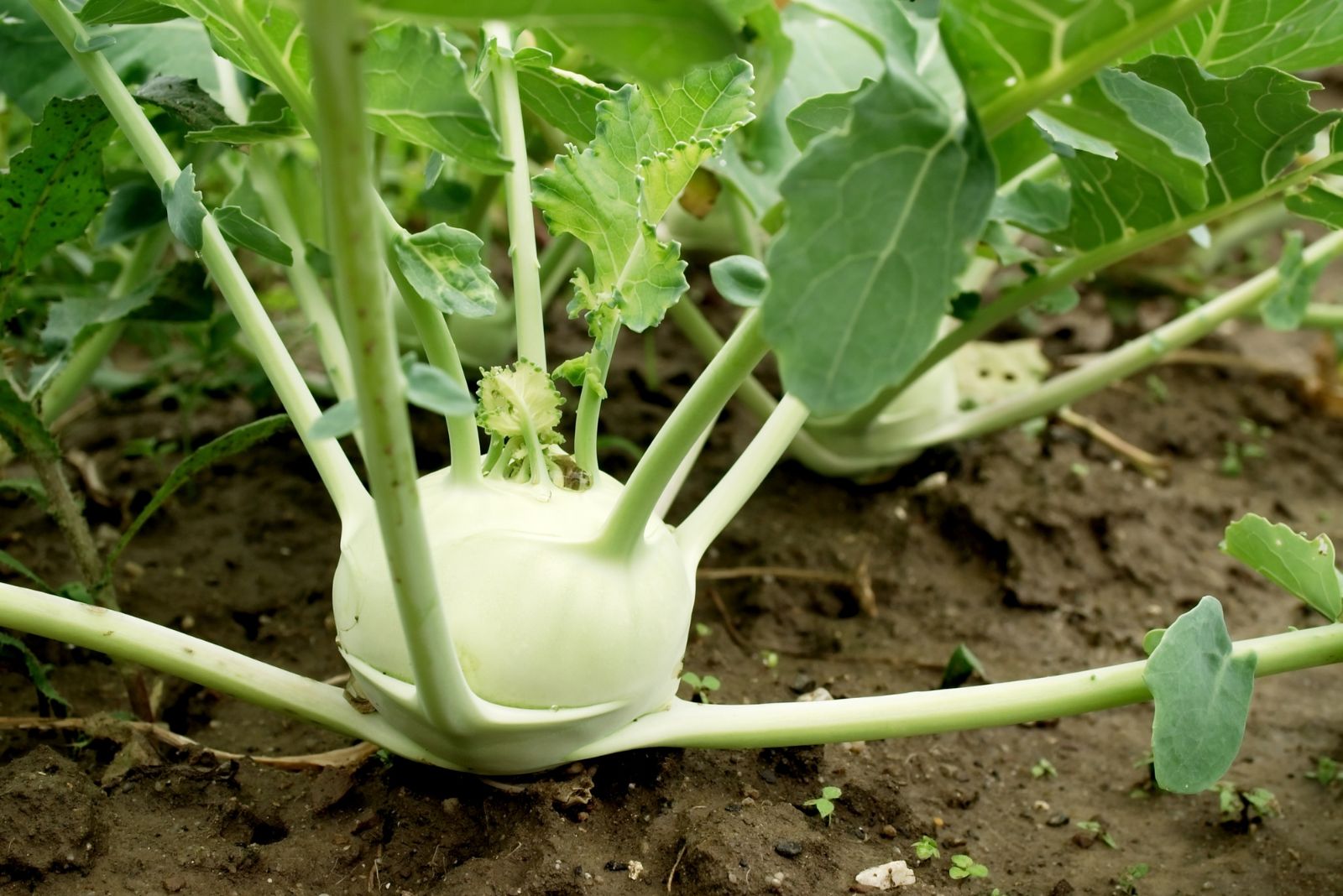 kohlrabi planting