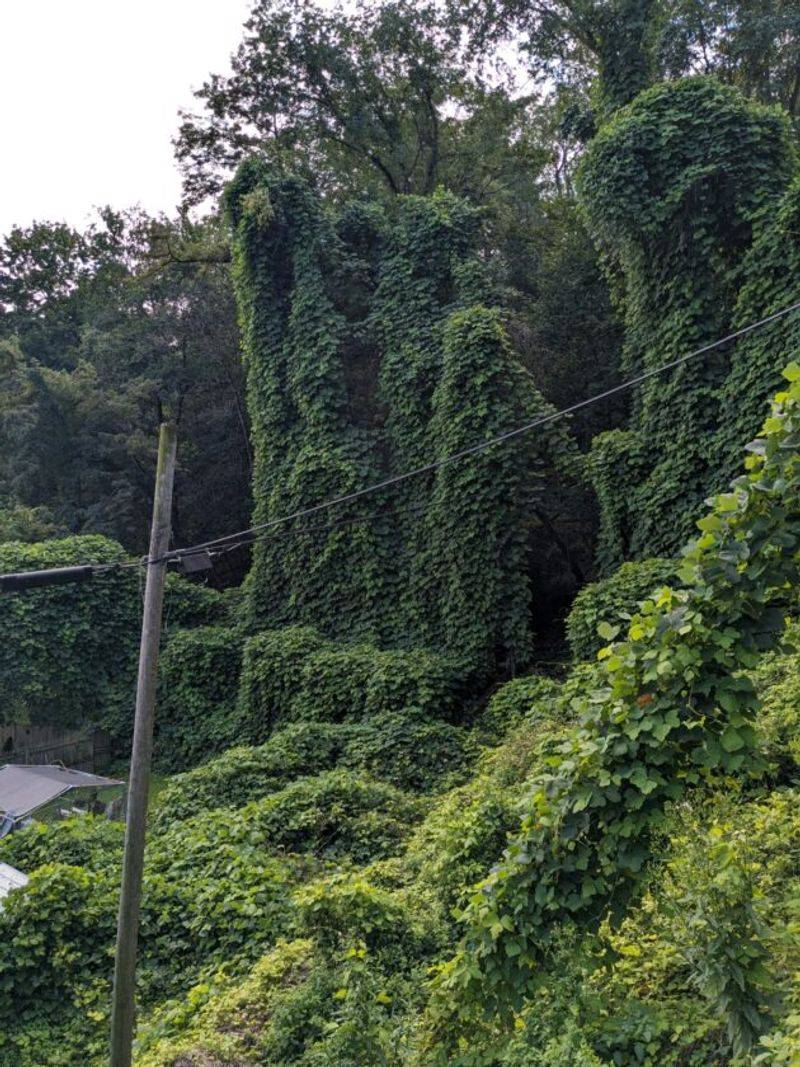 The Damage Kudzu Causes To Forests And Property