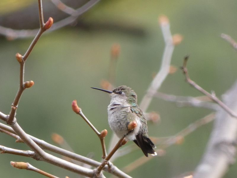 The Role Of Coastal And Urban Microclimates