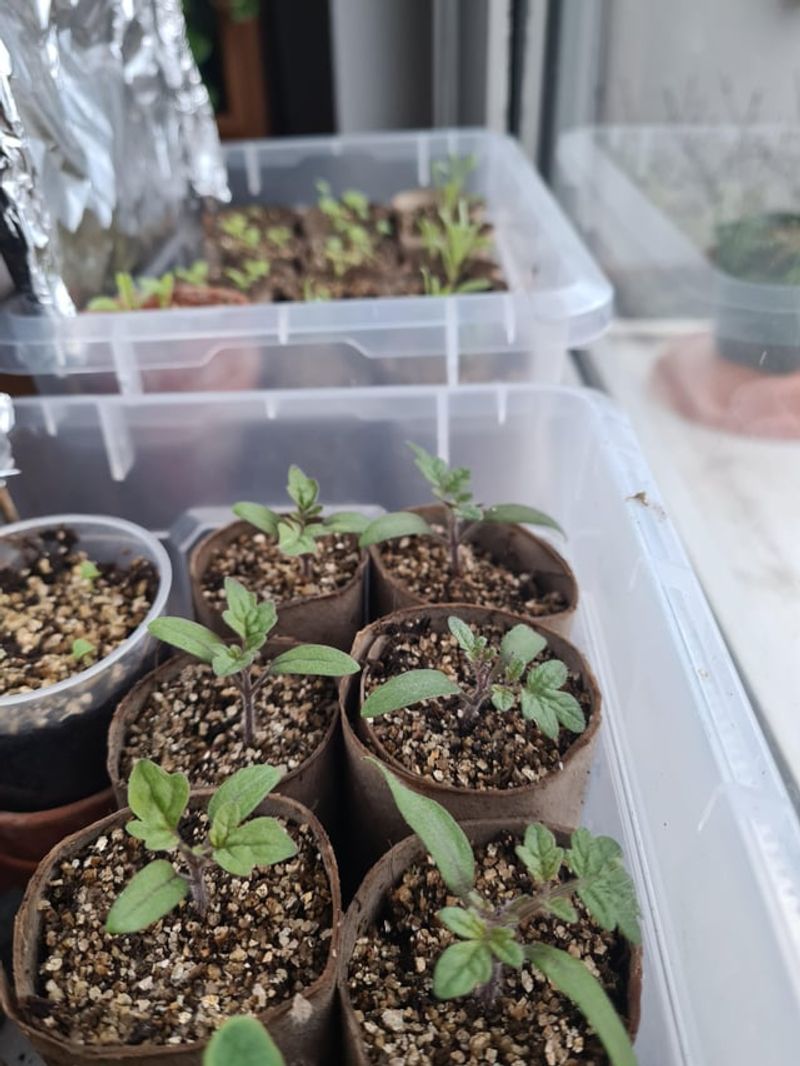 Planting Safely Around Frost Risk