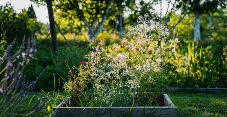 garden (featured image)