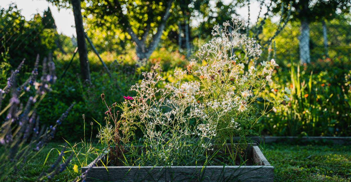 garden (featured image)