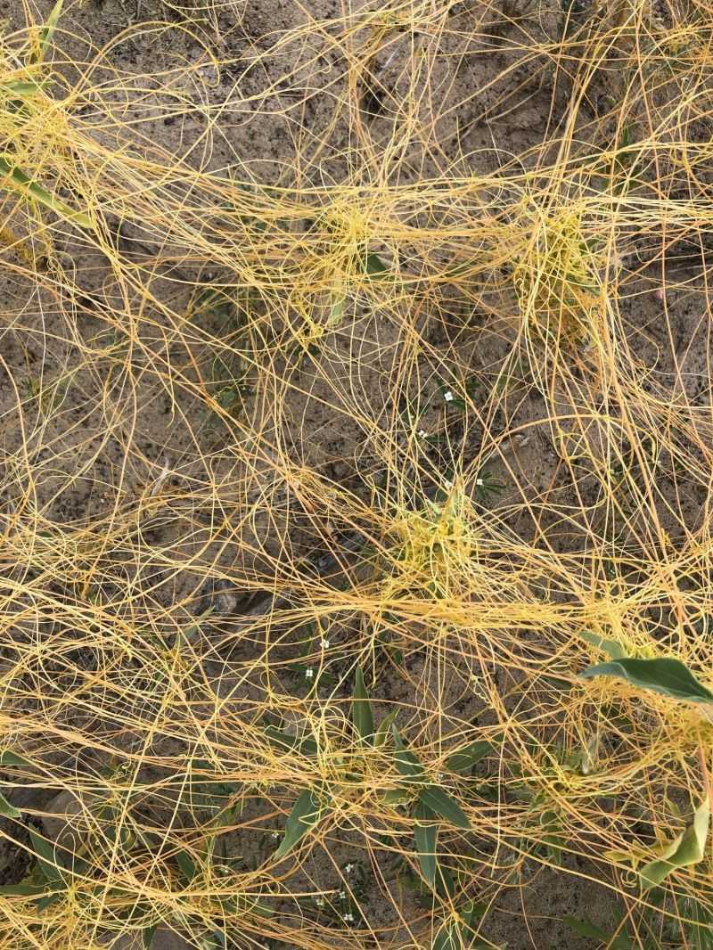 What Texas Gardeners Should Do Immediately?