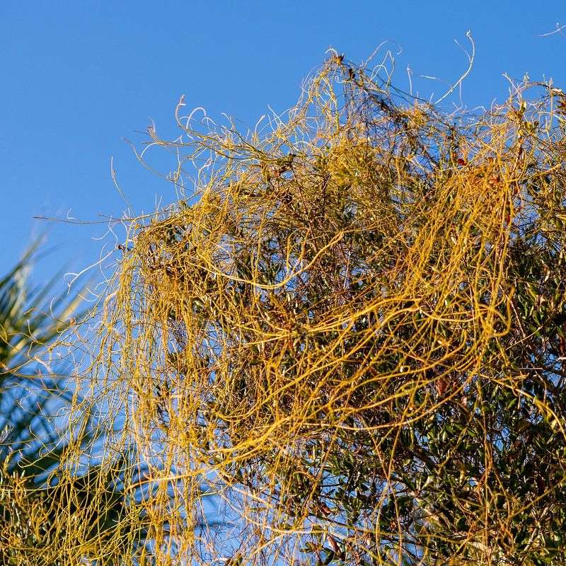 How To Identify It Early?