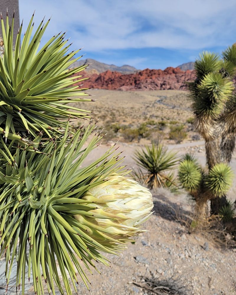 Is Early Blooming A Problem?