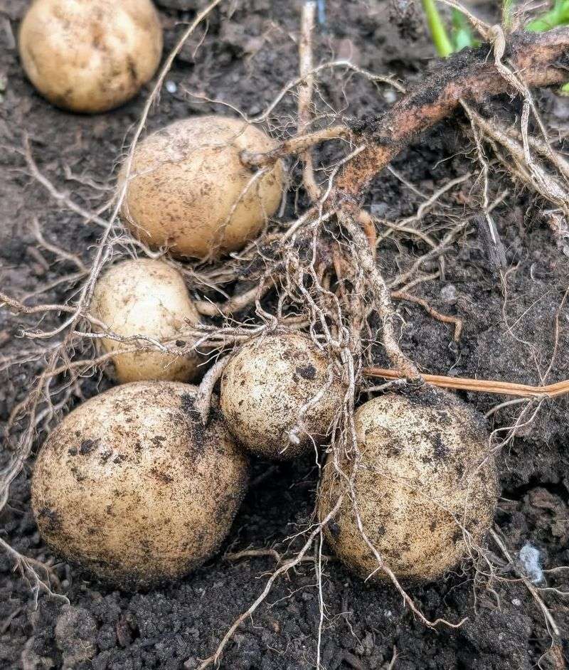 Most Potato Crops In Georgia Mature In About 90 To 120 Days
