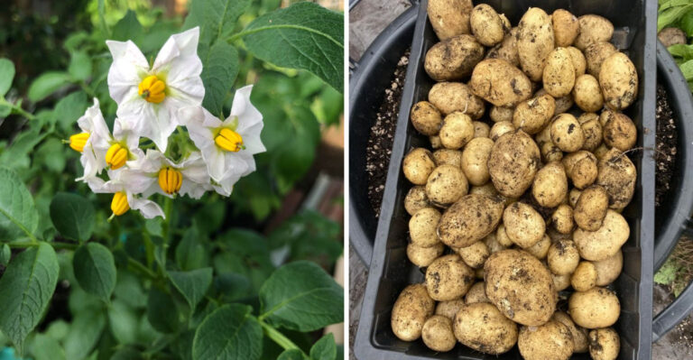 How Long It Takes To Grow A Full Potato Crop In Georgia And When To Harvest