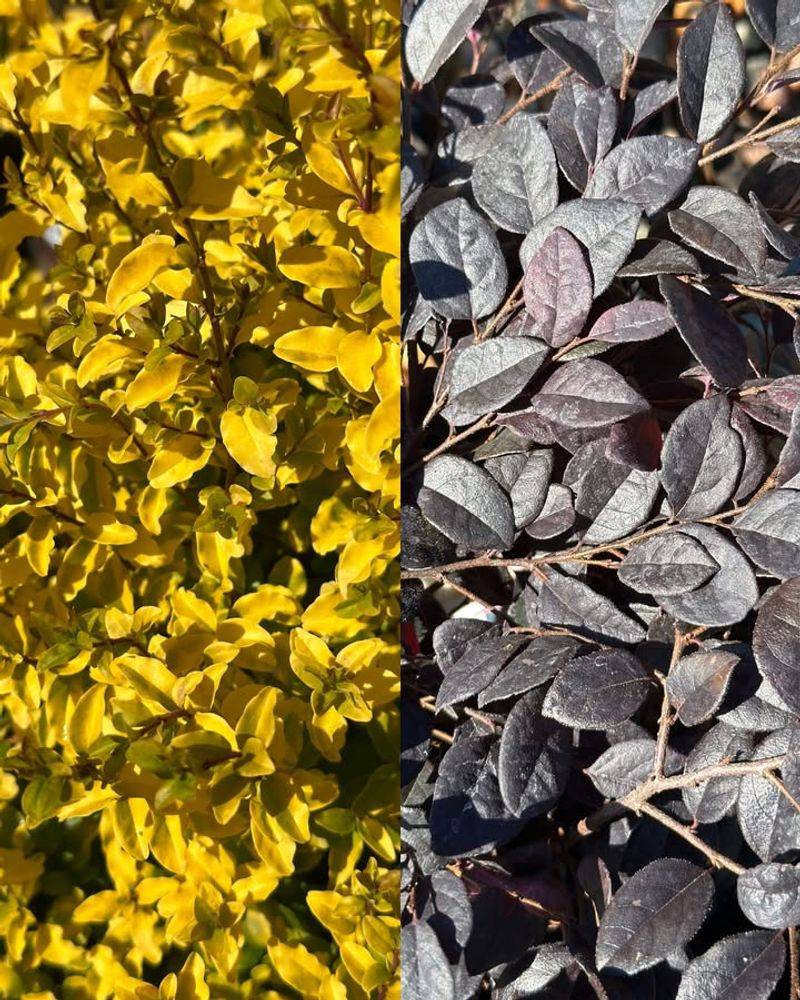 Delay Cutting Until The Last Frost Date Passes