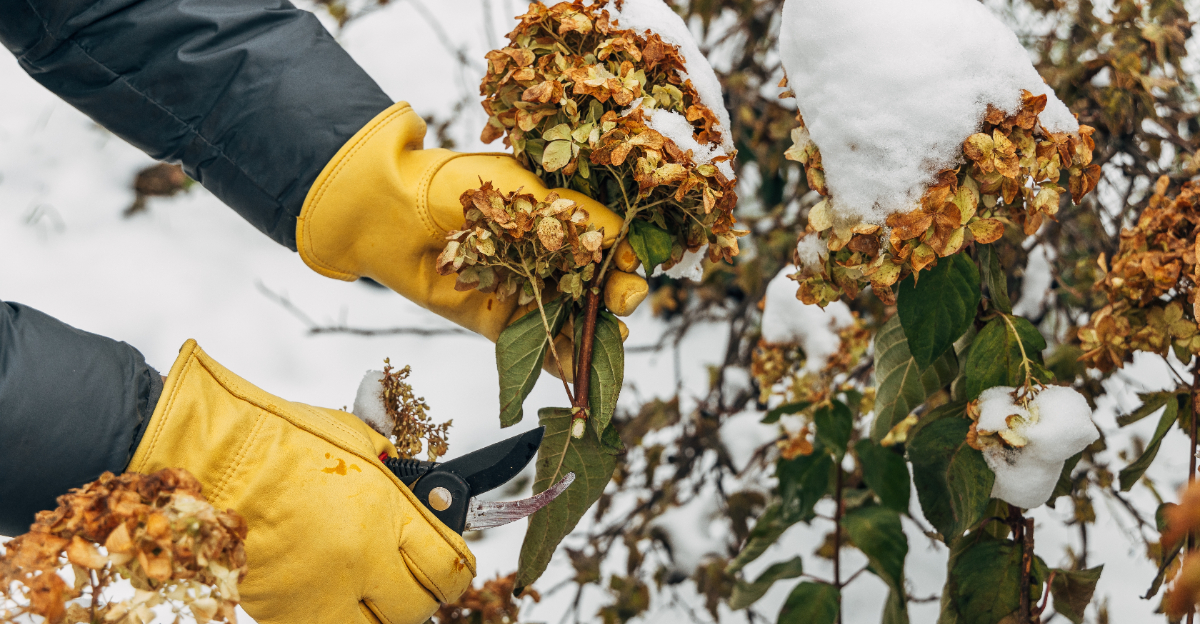 pruning dry hydrangea