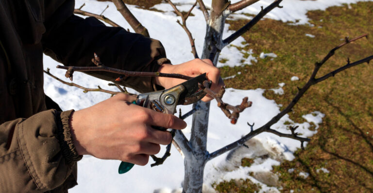 pruning branches