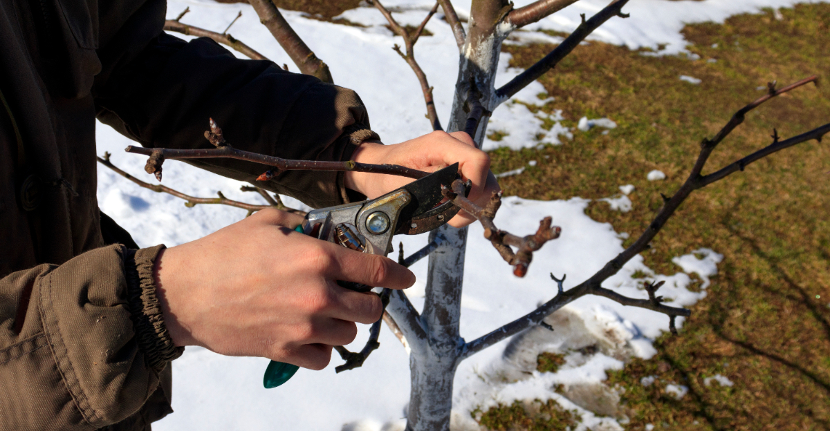 pruning branches