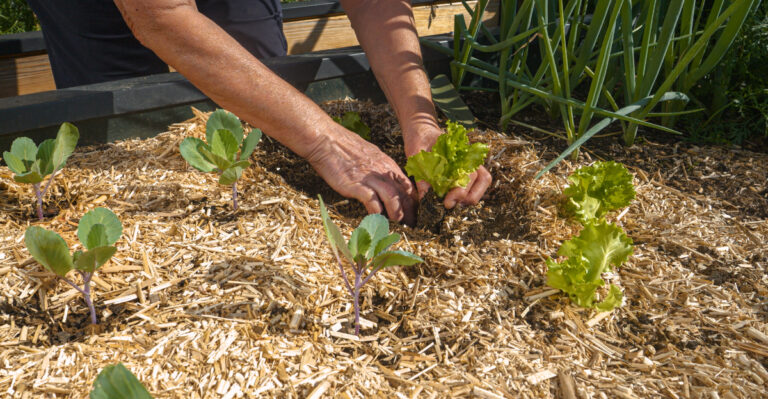 planting veggies (featured image)