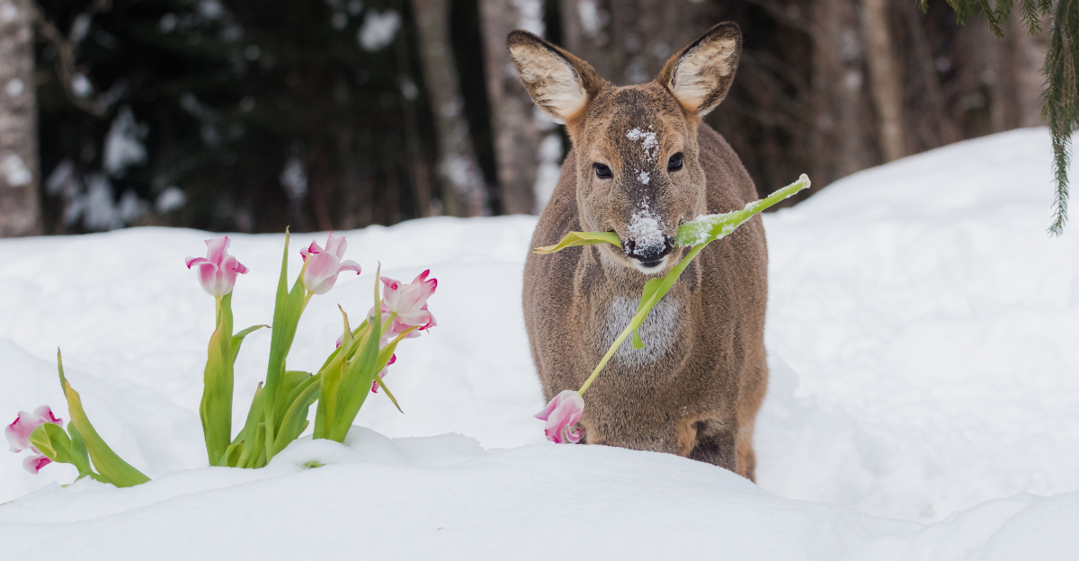 deer eating daylilies